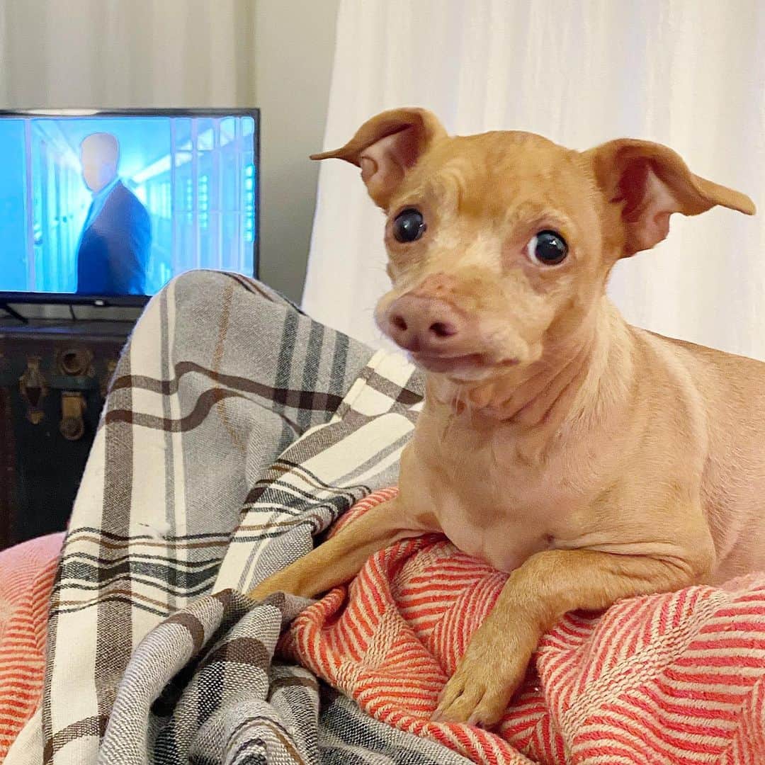 Tuna {breed:chiweenie} さんのインスタグラム写真 - (Tuna {breed:chiweenie} Instagram)「If you want to have a movie night tonight, may I suggest watching Just Mercy? It’s based on the true story of Walter McMillan, a black man, who was wrongfully accused and incarcerated, and sentenced to death in 1988. Although it’s a heavy film, it has a redemptive ending. Overall though, it’s heart-breaking and eye-opening because this is just one man’s story of many. It’s being offered for free on Amazon Prime and YouTube, and I highly recommend you watch it no matter where you fall on this important human rights issue, but please watch it especially if you find yourself resisting it. Thank you, @sunnymabrey for challenging me to watch a film that educates on the injustices that the black community has been facing for generations. #thisisnotpolitcsitspeople Please leave suggestions below of more films or documentaries on injustice. 👇」6月28日 4時23分 - tunameltsmyheart