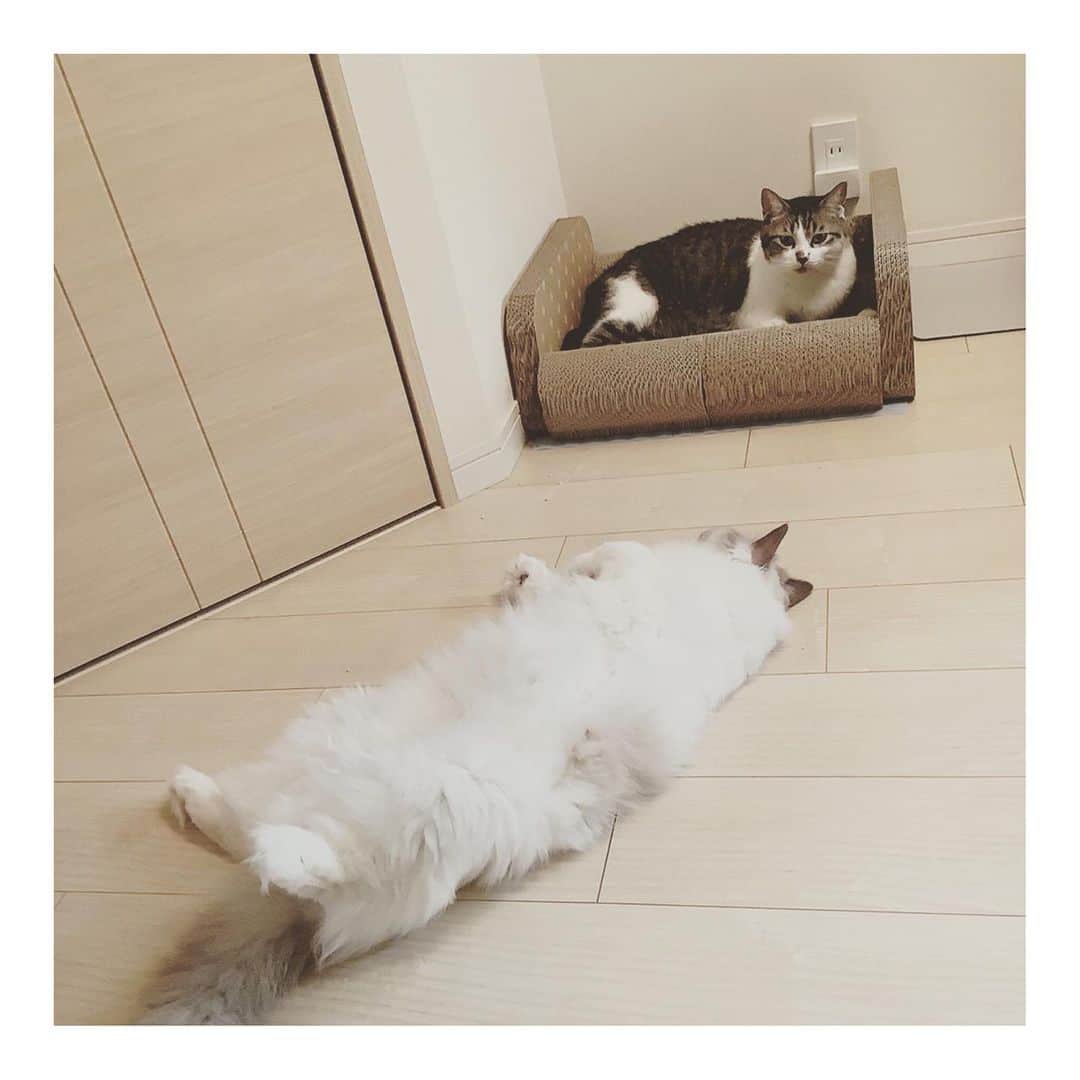 こむぎのインスタグラム：「* 預かりさんからの写真です🤗 崩壊現場出身のしおくん、昨日は病院でした！！ 預かりさんが連れて行ってくださいました😊ありがとうございます🙏🏻✨ おしっこの出があまり良くないしおくん😢 エコーやレントゲンなど色々検査していただき、尿道搾取ということがわかりました💦 膀胱炎ではなくておしっこも綺麗だし、出にくいけれどとりあえずおしっこは出ている状況なのでこのまま療法食で見守ることに…🙏🏻 状態がわかりとりあえず一安心💦 外部検査の血液検査結果はこれからですが、とりあえずおしっこウンチもエコーレントゲンも大きな問題はなし🙆‍♀️ 療法食を食べ始めてまだ間もないのでここから改善されるといいな😭 ・ 腎臓にも老化が見られるようで先生は生まれきでは？との話をされていましたが、やはり腎臓やおしっこの調子が良くないのは6年間あの過酷な現場にいて安いフードを食べ続けていたのも少なからず影響しているんじゃないかなと思っています😢 40匹以上いて(ピーク時は70匹)といてトイレの数はたった6個💦しかも汚い💦 猫の適正なトイレの数は、猫の数はプラス1が理想とされています。 猫は綺麗好きなのにね、汚い環境で相当なストレスだっただろうに😢 ・ しおくんはあの現場の初代の猫で現在6〜7歳くらい。 人間でいったらなんと40歳！！そう考えるとそんなに長い間あんな過酷な環境で過ごしていたかと思うとぞくっとするよね😭 生まれてから40歳になるまで辛い日々…なんだか泣けてきちゃうな😢 残りの猫生、ほんっっっっとうに幸せに暮らしてほしい…😭😭 しおくん以外の他の初代の猫は、既に里親さんのもとへいった"たまくん"と今も現場に残されている"くろくん"(私たちが現場に入ってから確認した子のうち) 猫は20歳まで生きる時代なので6歳でもまだまだ先は長い！ これからは幸せいっぱい溢れる暮らしをして欲しいと心から願います😭 ・ 写真は預かりさん宅の先住猫こむぎくん(長毛さん)と過ごしている様子です🤗 しおくんからちゅーしたと思ったらこむぎくんに逃げたれてたよ😂 こむぎくんがパンチ(空振りするようなへなちょこパンチ)しても怒らない優しいしおくんでした🤗 ・ そして5〜6枚目の写真は友人宅( @yuzumam0122 )に託している"つくね"と"つみれ"。 いよいよ今日から2匹一緒にトライアルスタートです🤗 こちらも姉妹でお迎えしていただけることになって良かったー😭 ザビエル首輪、子猫サイズなんだけどまだ大きかったね😂 トライアル頑張ってね🙏🏻✨ 乳飲み子から大切に育ててくれたゆずまむさん本当にありがとう😭 私が岐阜の崩壊現場のことだけでいっぱいいっぱいだったから乳飲み子の相談があった時はどうしようかと思ったけど助かったよー🙇🏻 姉妹一緒に幸せになぁれ♡ #岐阜多頭崩壊レスキュー」