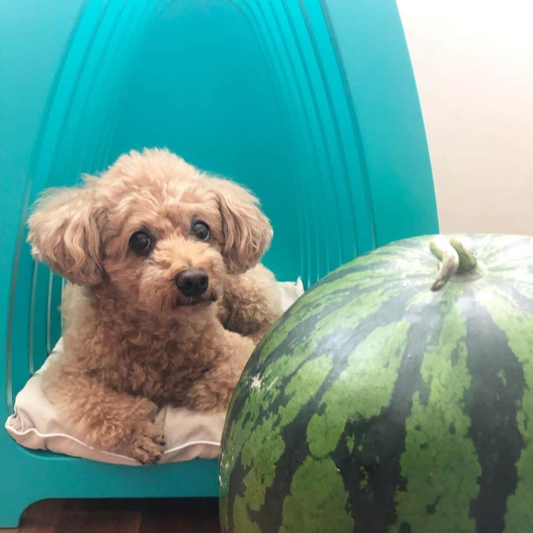 宮崎宣子さんのインスタグラム写真 - (宮崎宣子Instagram)「毎年、実家から届くスイカ🍉 スイカ好きだから嬉しいけど、 重くて大きすぎて… アロハより大きくて、重い… そして、どうやって切ろう😅🍉 #スイカ #宮崎産 #chulodoghouse  #トイプードル女の子 #7歳女の子」6月28日 14時15分 - miyazaki_nobuko