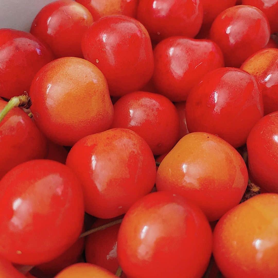 鈴木芳奈のインスタグラム：「さくらんぼ🍒紅秀峰ver. 先週は #佐藤錦 いただきましたが、今週は #紅秀峰 をいただきました。 ありがたや〜 んーっ！味も食感もぜんぜん違う！！ 紅秀峰は、めちゃくちゃ大粒で甘味が強め。佐藤錦は水分がめちゃくちゃあって、甘みの中に酸味があって実がギュッとしてる。🍒も品種によっていろんな味や感触があって、面白いなぁ でも、どっちも美味しい🥰 みんなもぜひ食べてみて〜 このさくらんぼ、あざと写真につかえるぞい😘  #さくらんぼ #紅秀峰 #山形県 #山形県出身」