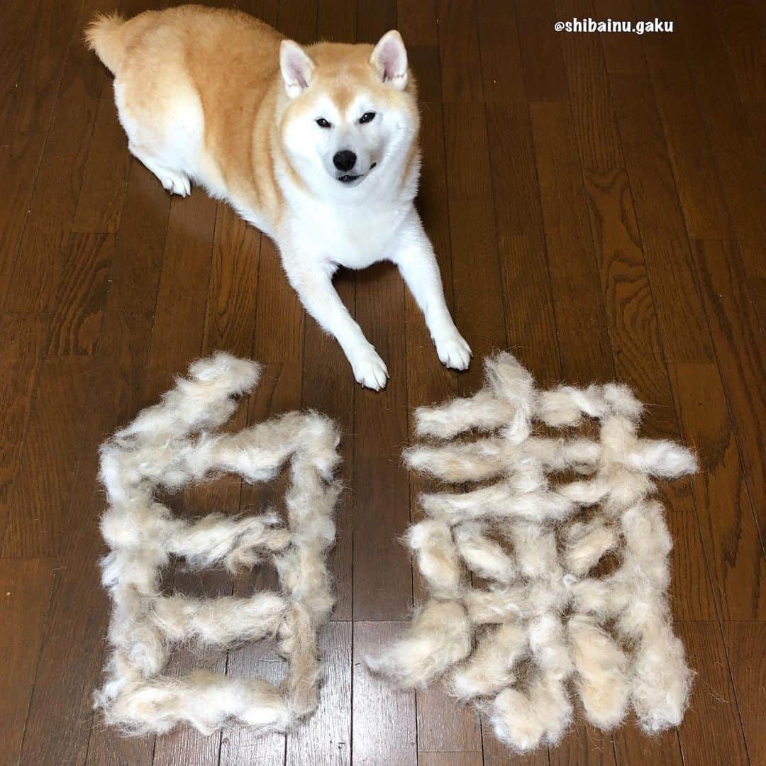 のインスタグラム：「今日の抜け毛アートは「自粛」と「三密」🐕✨ *  岳は引き続き、” 自粛 “と” 三密回避 ”張ります💪 *  頑張れる人は岳と一緒に頑張りましょう٩( 'ω' )و 🐾----*----*----*----🐾 Gaku will continue to work on 3cs avoidance and quarantine 🐕 🐾----*----*----*----🐾 #柴犬 #岳 #柴犬岳 #柴犬ガク#gaku #shibainugaku #shiba #shibainu #shibastagram #pecoいぬ部 #ペコいぬ部  #pecotv #いぬすたぐらむ #ふわもこ部 #ワンフルエンサー  #dogsofinstagram #Hermoso #weeklyfluff #🐕📷 #換毛期 #sheddingseason #岳の願い #3cs #quarantine #自粛 #三密 #抜け毛アート #20200628」