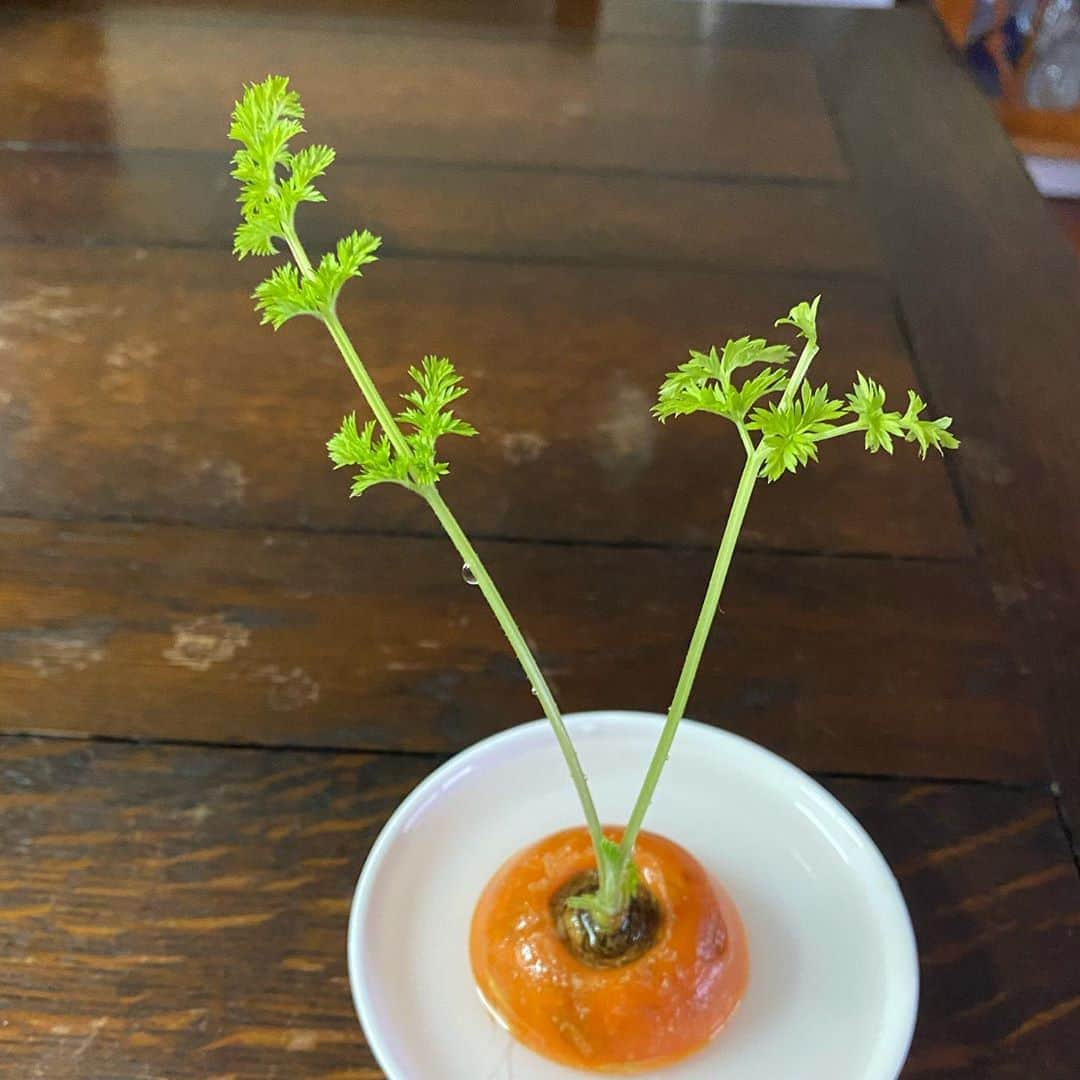 安蘭けいさんのインスタグラム写真 - (安蘭けいInstagram)「投稿10日目🥕 おお！次男坊が傾いてきた〜🌱 我が道を行く、か？ しかも一気に15センチ😳嘘みたい🤣  3番目と4番目はなんと！女の子でした🌱次女が一気に成長して、すでに長女を越しています！ どこまで成長するのかしら？😳 #にんじん #成長日記 #けなげ #長女と次女 #男男女女 #何人兄弟かな #今日も雨☔️ #お足元お気をつけて！」6月28日 14時35分 - toko_aran