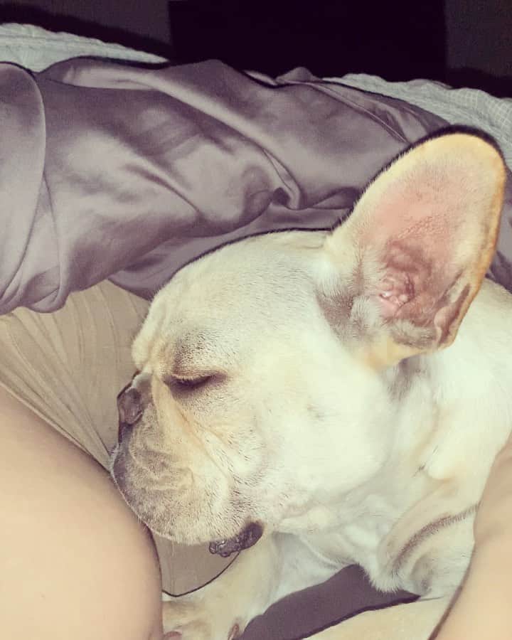 ステファニー・ブリットのインスタグラム：「Postei nos stories, mas é amor demais pra não deixar aqui registrado... ❤️Hoje fomos acordados assim... com mto beijos do Montininho! 🥰Desde o início da gravidez, ele virou nosso guardião, sempre no meu pé fazendo a nossa “segurança” dentro de casa! E tem se aproximado cada vez mais pertinho da barriga! Hoje ele resolveu bater um papo com o irmão e encher ele de beijos! Eu ficaria aqui nessa cena pra sempre... mas sei q esse é só o começo... ainda teremos mtas cenas de derreter o coração da mamãe aqui, quando Enrico nascer e entender que tem os melhores irmãos mais velhos do mundo! ❤️🥰 . . . Gente, aproveitando q tenho recebido algumas msgs de pessoas querendo me “ajudar” dizendo q tenho q tomar cuidado, com o bebê e os cachorros, obrigada pelos palpites tá? Tenho mta consciência que teremos q ter uma grande adaptação aqui, afinal vai ter ciúme sim, vai ter “gente” querendo chamar a atenção... assim como quando chega um novo integrante na família! Com todo cuidado do mundo, quero meus cachorros perto do meu filho e com muita paciência e zelo tenho certeza que serão todos amigos, além de irmãos! 🐶👶🏻🐶」