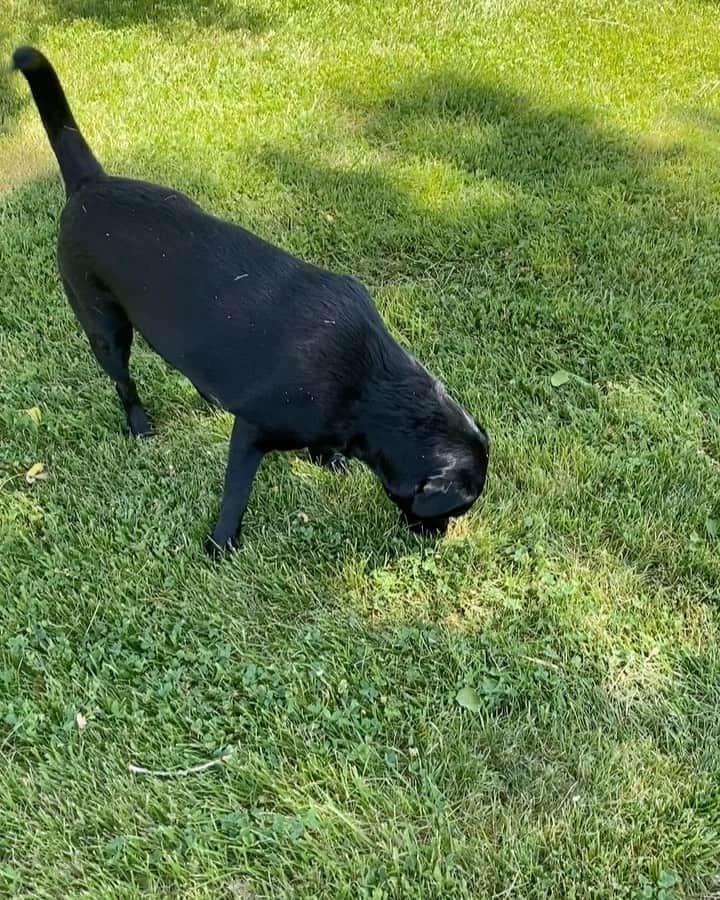 ストーン・コールド・スティーブ・オースチンのインスタグラム：「🔊⬆️ Oh Hell Yeah!!! Beer:30 Cali #blacklab #doglife  @esbcbrews #brokenskullipa  #craftbeer #beer  Best IPA in America」