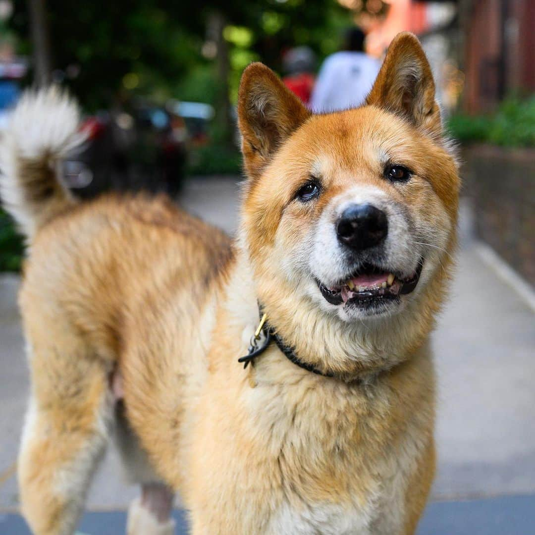 The Dogistさんのインスタグラム写真 - (The DogistInstagram)「Dolce, Akita (12 y/o), 12th & W 4th St., New York, NY • “He’s popular. He knows just about everyone in the neighborhood.”」6月28日 6時25分 - thedogist