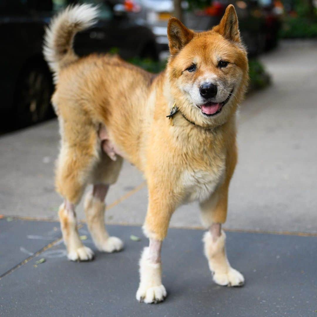 The Dogistさんのインスタグラム写真 - (The DogistInstagram)「Dolce, Akita (12 y/o), 12th & W 4th St., New York, NY • “He’s popular. He knows just about everyone in the neighborhood.”」6月28日 6時25分 - thedogist