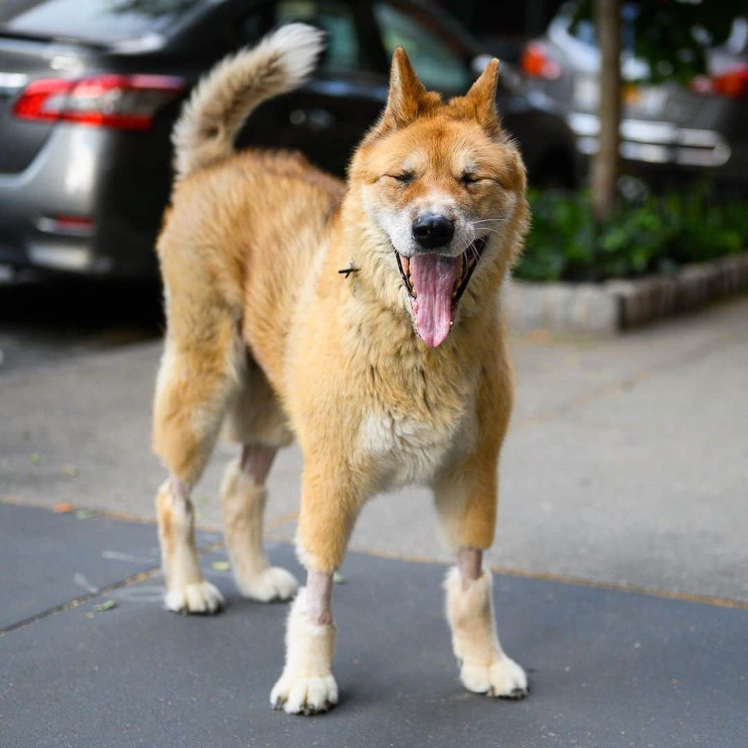 The Dogistさんのインスタグラム写真 - (The DogistInstagram)「Dolce, Akita (12 y/o), 12th & W 4th St., New York, NY • “He’s popular. He knows just about everyone in the neighborhood.”」6月28日 6時25分 - thedogist