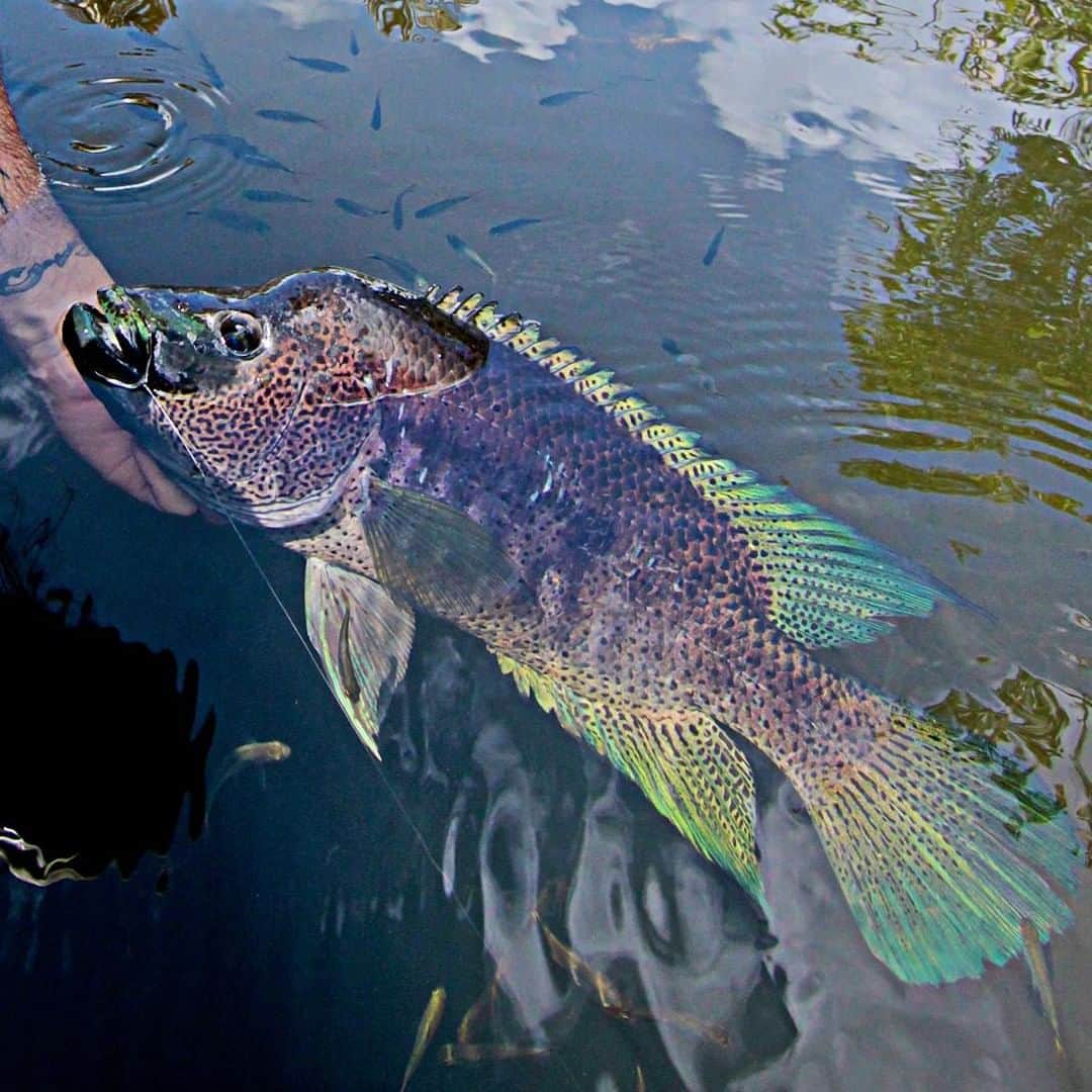 Costa Sunglassesのインスタグラム：「Rainbow's end...⁠ Catch #GEOBASS Episode 4: Nicaragua on the #BringTheWaterHome playlist at the link in our bio as the @motivfishing crew hunt down the elusive Rainbow Bass. #SeeWhatsOutThere #BornOnTheWater」