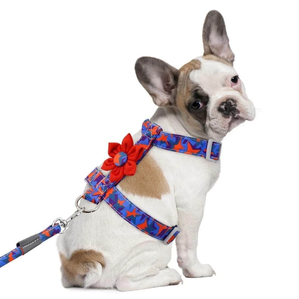 French Bulldogさんのインスタグラム写真 - (French BulldogInstagram)「Gerbera Daisy French Bulldog Harness and Leash 🌼🌼🌼 LINK IN BIO 🔝🔝🔝 ... If you want to add a lovely floral harness to your little princess’ collection of accessories, then you’ll love our Gerbera Daisy French Bulldog Harness. It comes with a matching leash and the cut is carefully crafted to suit the French bulldog breed. . . . . . #frenchie #frenchies  #französischebulldogge #frenchbulldog #frenchbulldogs #dog #dogsofinstagram #frenchies1 #bully #bulldog #bulldogfrances #フレンチブルドッグ #フレンチブルドッグ #フレブル #ワンコ #frenchiesgram #frenchbulldogsofinstagram #ilovemyfrenchie #batpig #buhi #squishyfacecrewbulldog」6月28日 6時57分 - frenchie.world