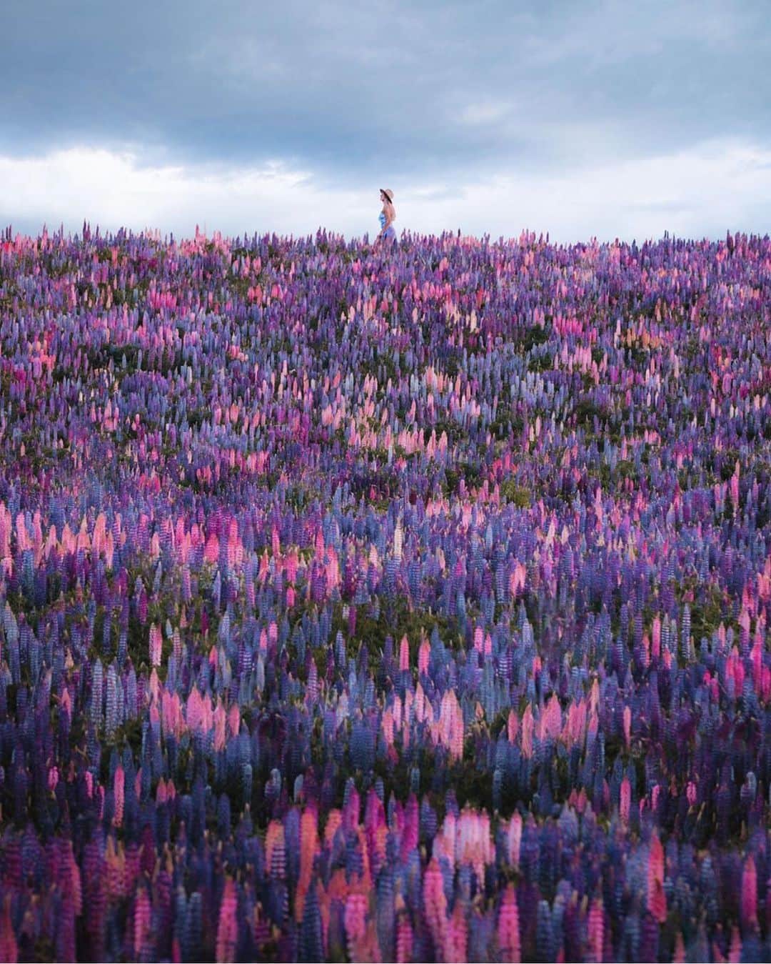 FOLKのインスタグラム：「Hey. Let’s do something. In the comments tag someone that you love following. Photo by @ryanresatka」