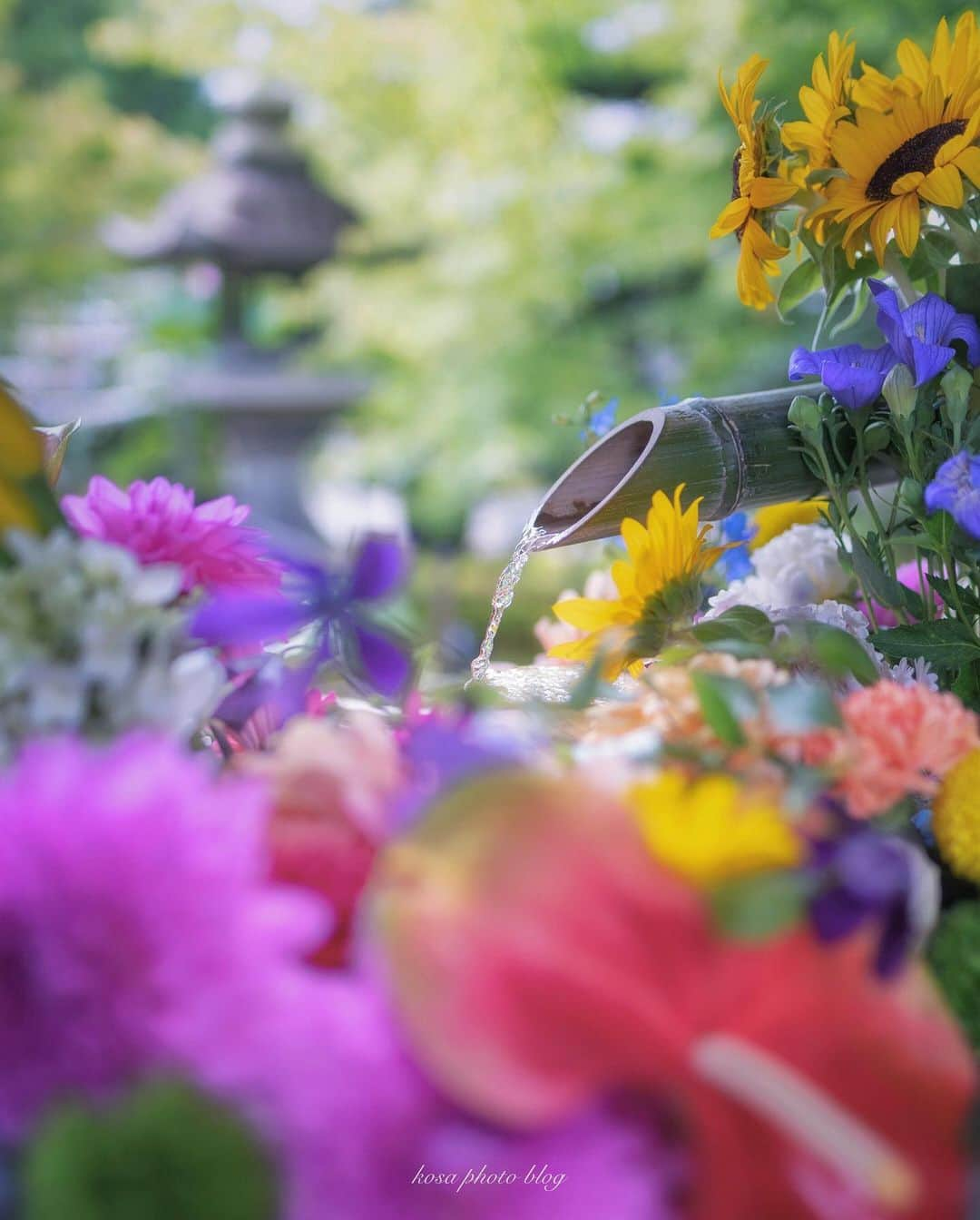 コサさんのインスタグラム写真 - (コサInstagram)「勝林寺の花手水、めっちゃ綺麗でした😍 向日葵もあって夏のイメージでした🌻 いや気温も30度… 夏でした😅 珍しく枚数多めの複数枚のpostです🙋‍♂️ . Location:京都 Kyoto / Japan🇯🇵 Date:2020.6.27 . #勝林寺 #花手水 #向日葵 #紫陽花 #ダリア #Japan_Daytime_View #s_shot #はなまっぷ #1x_japan #IGersJP #art_of_japan_ #tokyocameraclub #dpj_member #IG_PHOS #photo_jpn #ptk_japan #pt_life_ #bestjapanpics #Rox_Captures #kf_gallery_vip #special_spot_vip #YourShotPhotographer #Impressive_gallery #light_nikon #sorakataphoto #LBJ_VIP #広がり同盟メンバー #nipponpic_member #japan_of_insta #bestphoto_japan」6月28日 7時24分 - kosa_photo