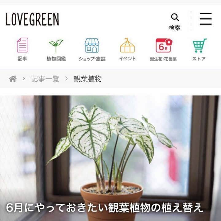 LOVEGREEN -植物と暮らしを豊かに。さんのインスタグラム写真 - (LOVEGREEN -植物と暮らしを豊かに。Instagram)「［観葉植物の植え替え］ .  じめじめした暑い日が続きますね。 . 湿度も気温も高い日本の梅雨。 実は6月の梅雨の時期は観葉植物の植え替えに最適な時期なんです🐸 . ----6月が適期な理由とは？------- . ■これからの生長をサポート 観葉植物は6月頃から本格的に生長を始めます。ちょうど冬の休眠期から目覚め、新しい根を伸ばし始める時期だからこそ新しい土に植え替えてあげることで、生長をサポートできるんです。 . ■乾燥を防げる 6月は湿度が高く雨が多い季節。観葉植物の植え替え後はしばらく乾燥させないようにしないといけないため、6月の高湿度な環境はちょうどよいのです。 特に6月の後半は気温も高くなるのでおすすめ。まさに今がピッタリ！ . -------------------------------- .  記事では他にも、植え替えの目安や土や鉢の選び方、正しい植え替え方法、植え替え後の管理方法などを詳しくご紹介しています。 観葉植物を育てている方は必見！！たくさんの情報が盛りだくさんです♪ ぜひプロフィール( @lovegreen_official )のURLからチェックしてみてください🌿 . . #観葉植物 #人気の観葉植物 #観葉植物のある暮らし #グリーンのある暮らし #インドアグリーン #緑のある生活 #観葉植物初心者 #植物 #植物のある暮らし #植物のある生活 #植物と暮らす #植物が好き #梅雨 #6月 #お手入れ #シンプルな暮らし #シンプルライフ #暮らしを楽しむ #日々の暮らし #シンプルデザイン #インテリア雑貨 #インテリア小物 #インテリア好き #インテリア植物 #インテリアグリーン #インテリアフラワー #ナチュラルインテリア #賃貸インテリア #観葉植物インテリア #ラブグリーンストア」6月28日 8時00分 - lovegreen_official