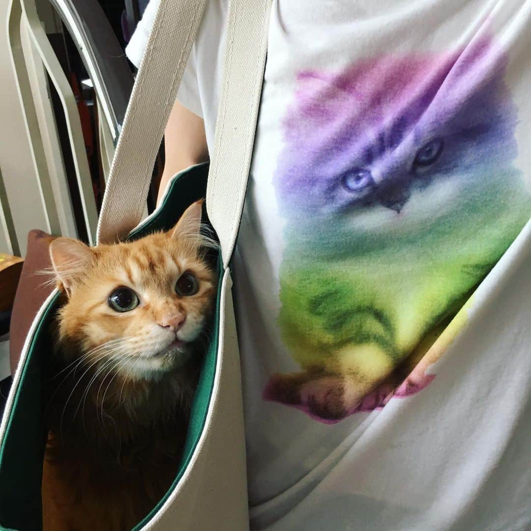 真藤舞衣子さんのインスタグラム写真 - (真藤舞衣子Instagram)「今日は、「とら」が生きていたら11歳のお誕生日。 きっと祖母と一緒にお祝いしてるね。 #とら　#とらにいたん #保護猫」6月28日 8時19分 - maikodeluxe