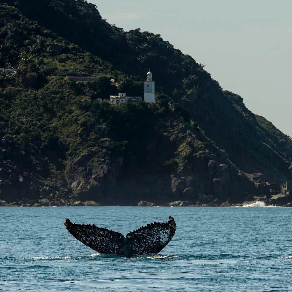 thephotosocietyさんのインスタグラム写真 - (thephotosocietyInstagram)「Photo by @lucianocandisani (Luciano Candisani). i've been chasing for quite a while  a chance to photograph the passage of the Humpbacks by the southern end of Ilhabela, Ponta do Boi, with its centenary lighthouse and many stories and symbolisms. And the one who finally gave me the opportunity was my youngest son, Bruno, who maneuvered the sailboat to leave the whale between us and the lighthouse. I just had the trouble of pushing the button. Thanks @bruno_candisani! #ilhabela #ilhabela_sp #lucianocandisani #candisani #jubartes #mar #oceano #oceans #sea #marineconservation @sealegacy @ilcp_photographers @thephotosociety #conservationphotography .  #ocean #sea #arte #art #marineconservation #whale #baleias」6月28日 8時30分 - thephotosociety