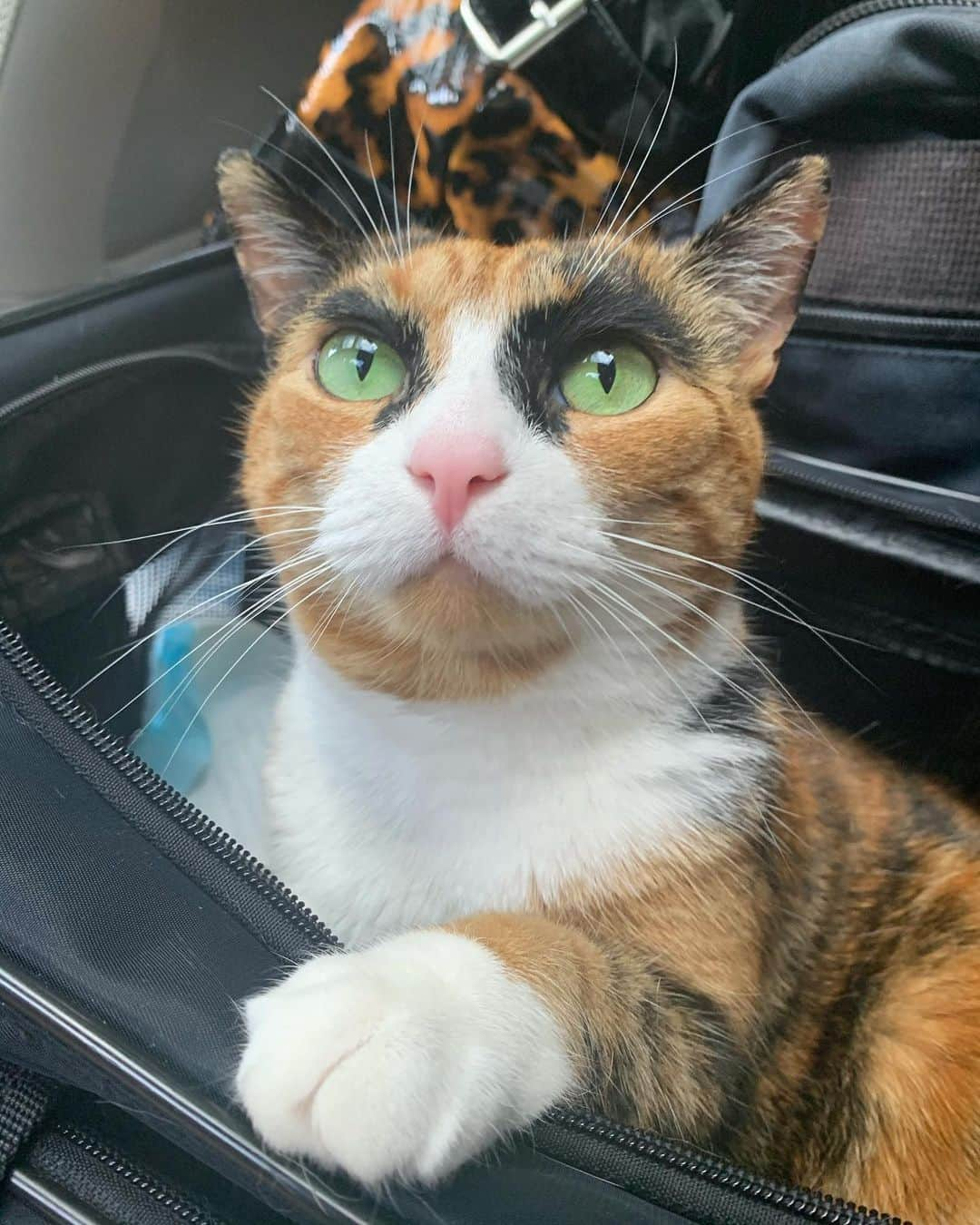 リリーさんのインスタグラム写真 - (リリーInstagram)「I’m ready for my road trip! . . . . #lillycrazyeyes #roadtrip #catsofinstagram #9gag #calico #instacat #meowstagram #meow #meowdel #instacalico #calico #caturday #car #carride #crazyeyes」6月28日 9時04分 - lilly_crazyeyes