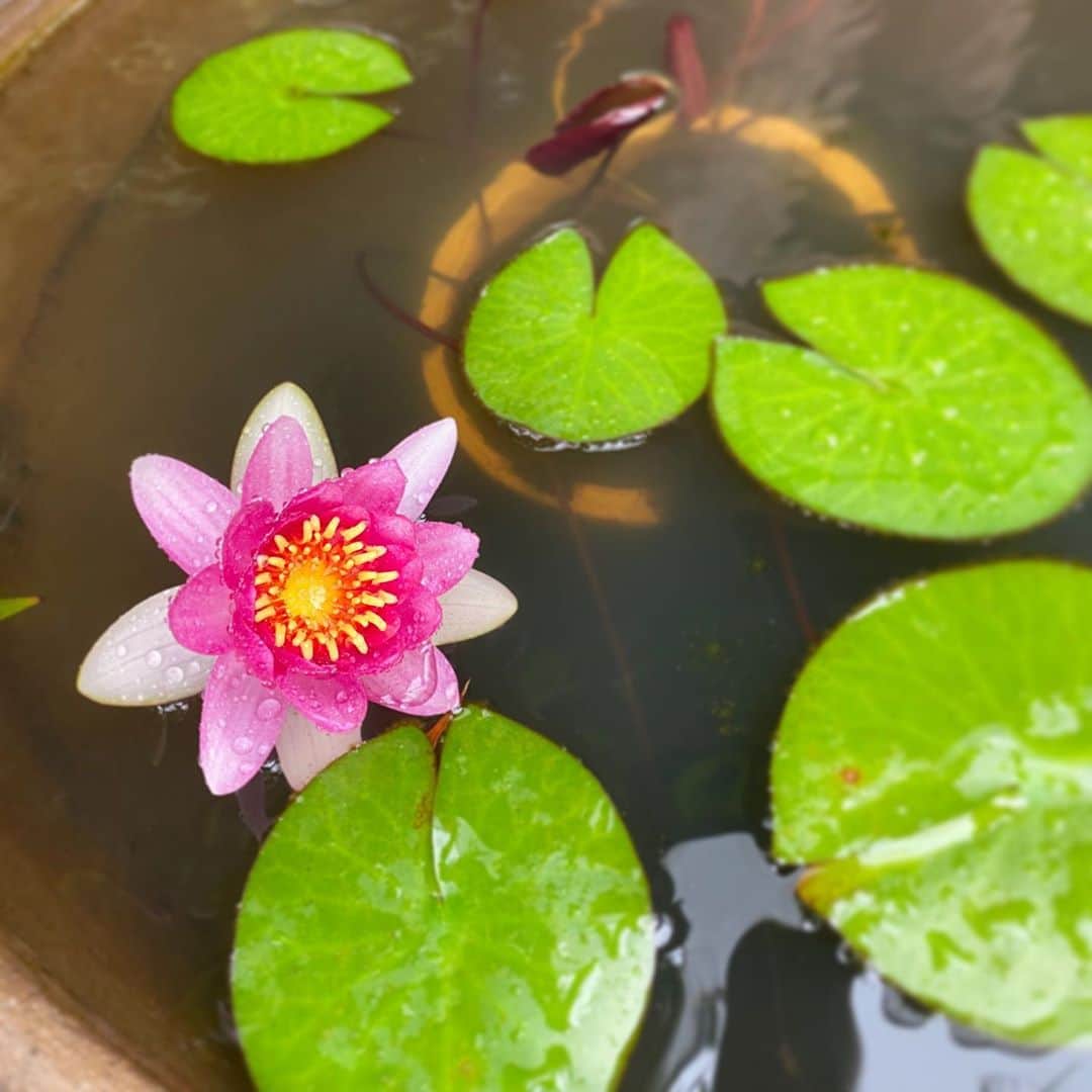 高岡早紀 さんのインスタグラム写真 - (高岡早紀 Instagram)「おはよ。 雨の日曜日。 睡蓮の花が咲いたよ。 小さなHappy。。 #早紀おウチガーデニング」6月28日 8時58分 - saki_takaoka