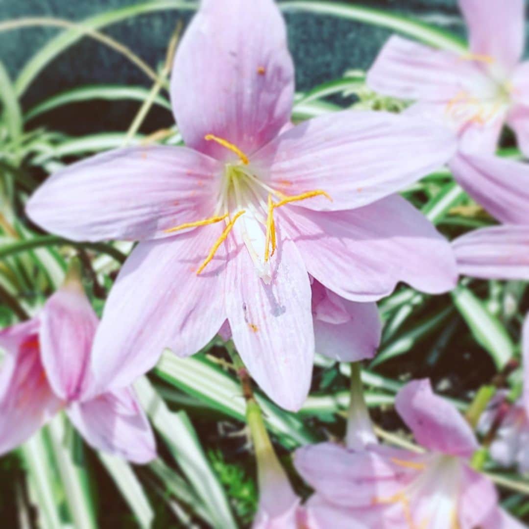 中野敬久さんのインスタグラム写真 - (中野敬久Instagram)「#flowers #flowersoflife #pink #hope #blossom」6月28日 9時09分 - hirohisanakano