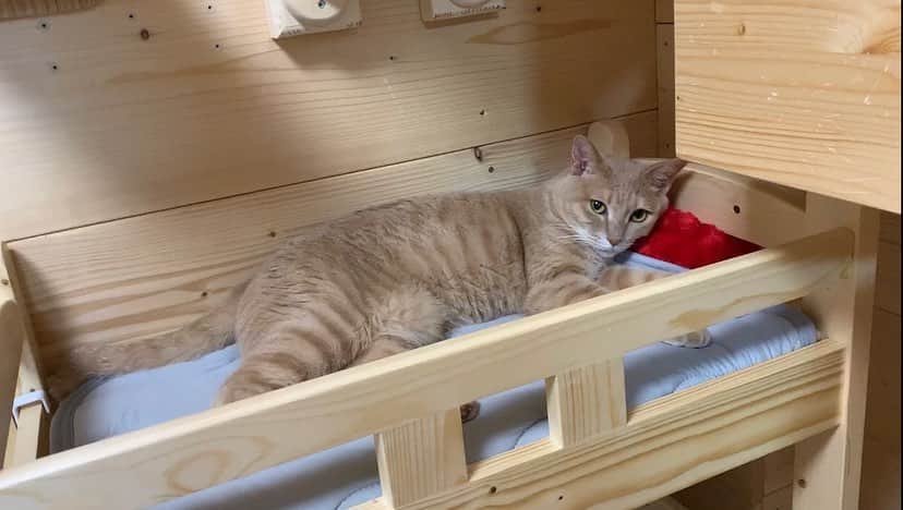 ひのき猫のインスタグラム