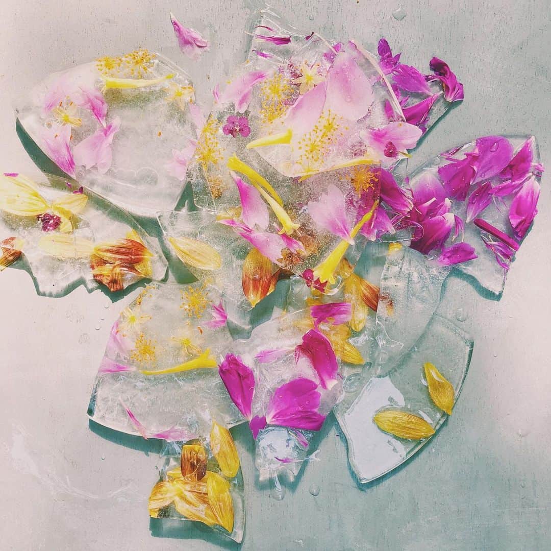 石野千尋のインスタグラム：「New work with  @maisonmalta 🌼 Free download for 📲&💻 ♡ . ステイホームの時間を少しでも楽しく過ごせるようにとはじめた @maisonmalta さんとの作品、第三弾を発表します！  @maisonmalta ✖️ @chihiroishino . . 暑い日が続く6月。少しでも涼しく感じてもらえたらいいなと思って、氷の中に色とりどりのお花を閉じ込めた氷花です。  ストーリーズからのスクショ、もしくはプロフィールからwebsiteのtop画面よりダウンロードしてください🔗blogにも貼り付けてます。待ち受け画面やラインの背景なんかにお使い頂けます📲 . たくさんの人に涼しさが届きますように♡ . #stayhome #stayathome #photo #photographer #photooftheday #flower #arrangementflower #flowerwall #malta #photowall #氷花 #コオリバナ #🏠 #お花のある暮らし」