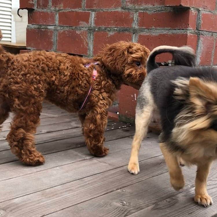 大堀貴子さんのインスタグラム写真 - (大堀貴子Instagram)「犬ネタ。 ピッピちゃん、社会化お勉強の為にワンちゃんを5匹飼ってるお友達の家に遊びにいきました。 最初は、5匹の群れに押されてましたが徐々に仲良くなれました。 苦手な階段の下りも克服☺️ 満足げの顔💕 親バカ投稿でした‼️笑 #トイプードル」6月28日 9時53分 - takako_ohori