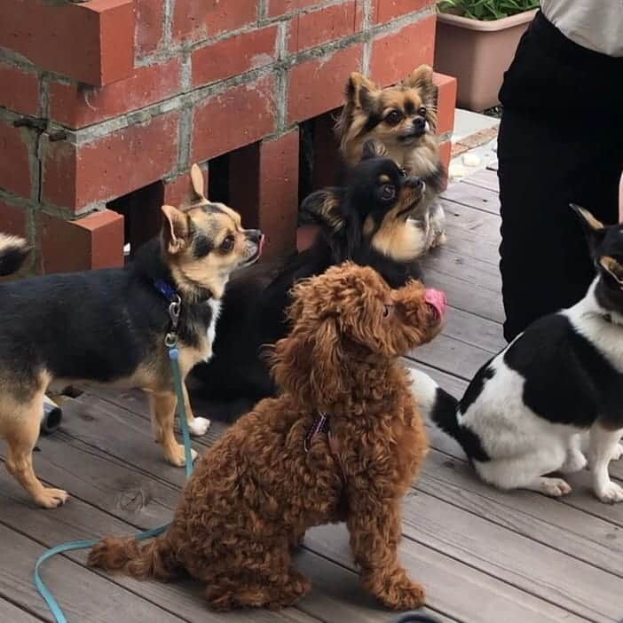 大堀貴子さんのインスタグラム写真 - (大堀貴子Instagram)「犬ネタ。 ピッピちゃん、社会化お勉強の為にワンちゃんを5匹飼ってるお友達の家に遊びにいきました。 最初は、5匹の群れに押されてましたが徐々に仲良くなれました。 苦手な階段の下りも克服☺️ 満足げの顔💕 親バカ投稿でした‼️笑 #トイプードル」6月28日 9時53分 - takako_ohori