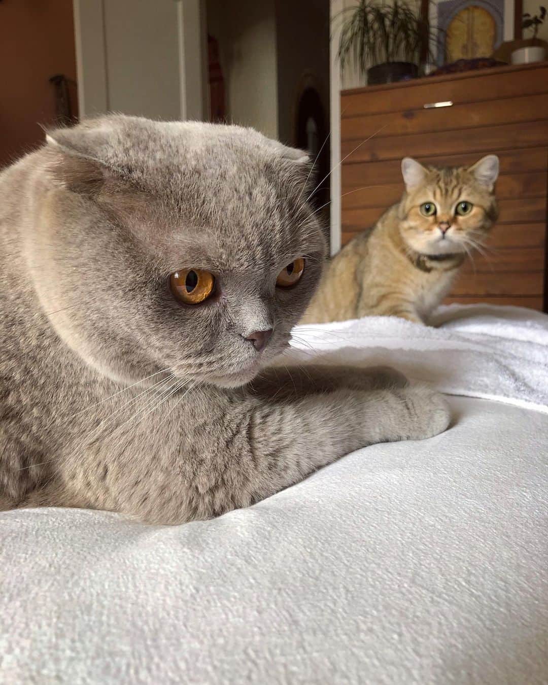Millaさんのインスタグラム写真 - (MillaInstagram)「New blog up! (link in bio). In the meantime ... can someone tell my little brother I need my beauty sleep!  #priorities #millathecat #mrkubrickcat」6月28日 15時23分 - millathecat