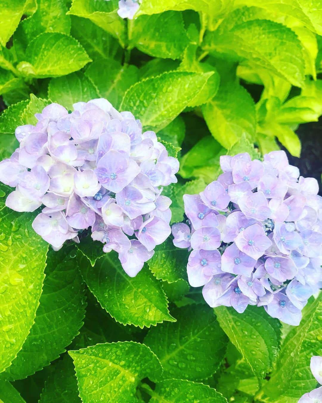 諏訪彩花のインスタグラム：「この時期のあじさいは、やっぱり綺麗だ。」
