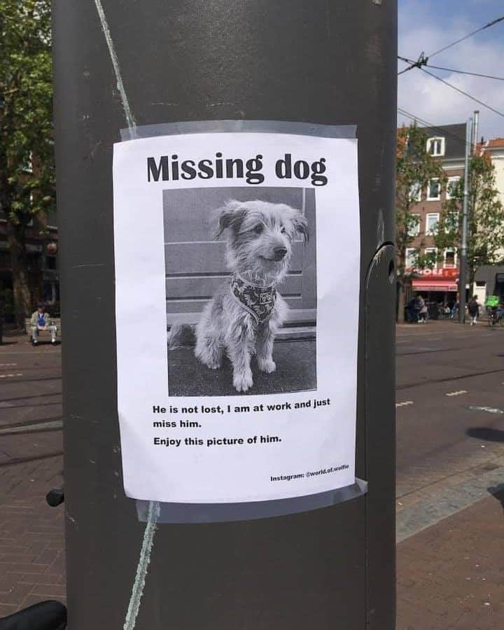 9GAGさんのインスタグラム写真 - (9GAGInstagram)「Missing dog everyday⠀ 📸 @world.of.wolfie⠀ -⠀ #missing #dog #9gag」6月28日 10時00分 - 9gag