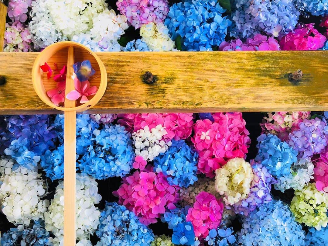 高村みどりのインスタグラム：「昔みくと行った #御裳神社 のPhoto💐 街に咲いてる紫陽花みるたびに素敵な気分になる🙌 はやく梅雨明けしないかな☂️」