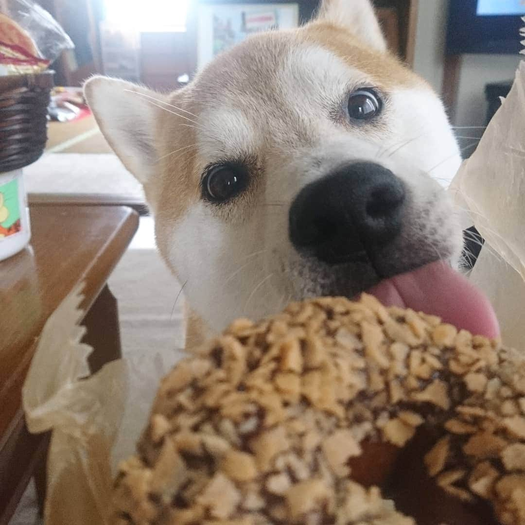 柴犬⭐️サスケのインスタグラム