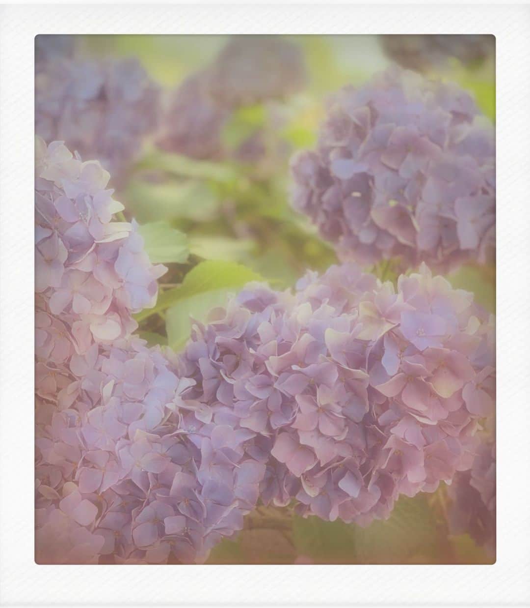 いかりさとみさんのインスタグラム写真 - (いかりさとみInstagram)「Good morning  #sunday #morning #rain#hydrangea #love #purple」6月28日 10時51分 - satomi_ikari
