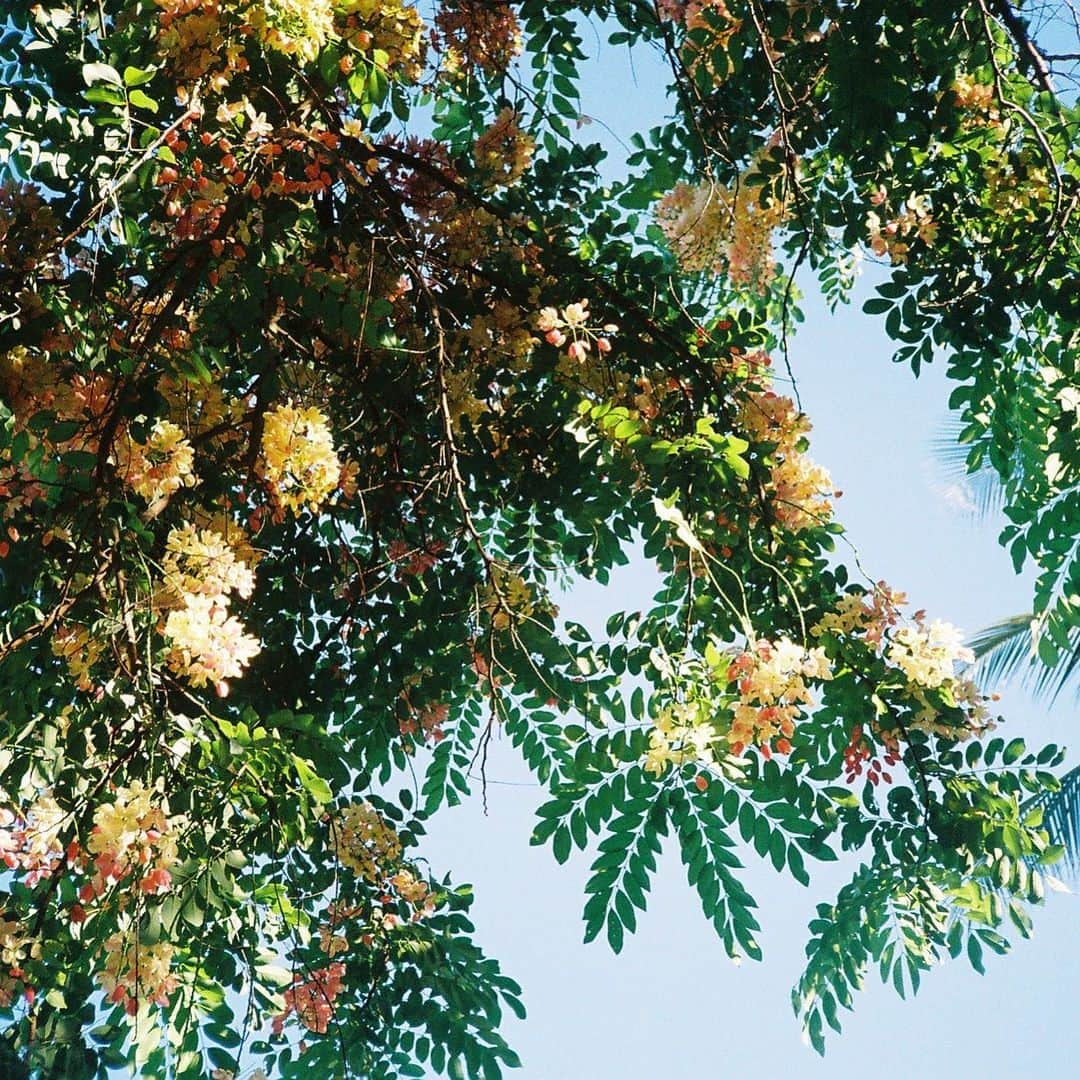 カミヤサキさんのインスタグラム写真 - (カミヤサキInstagram)「ハワイの🌳  #filmphotography」6月28日 10時54分 - sakisaki_dayo