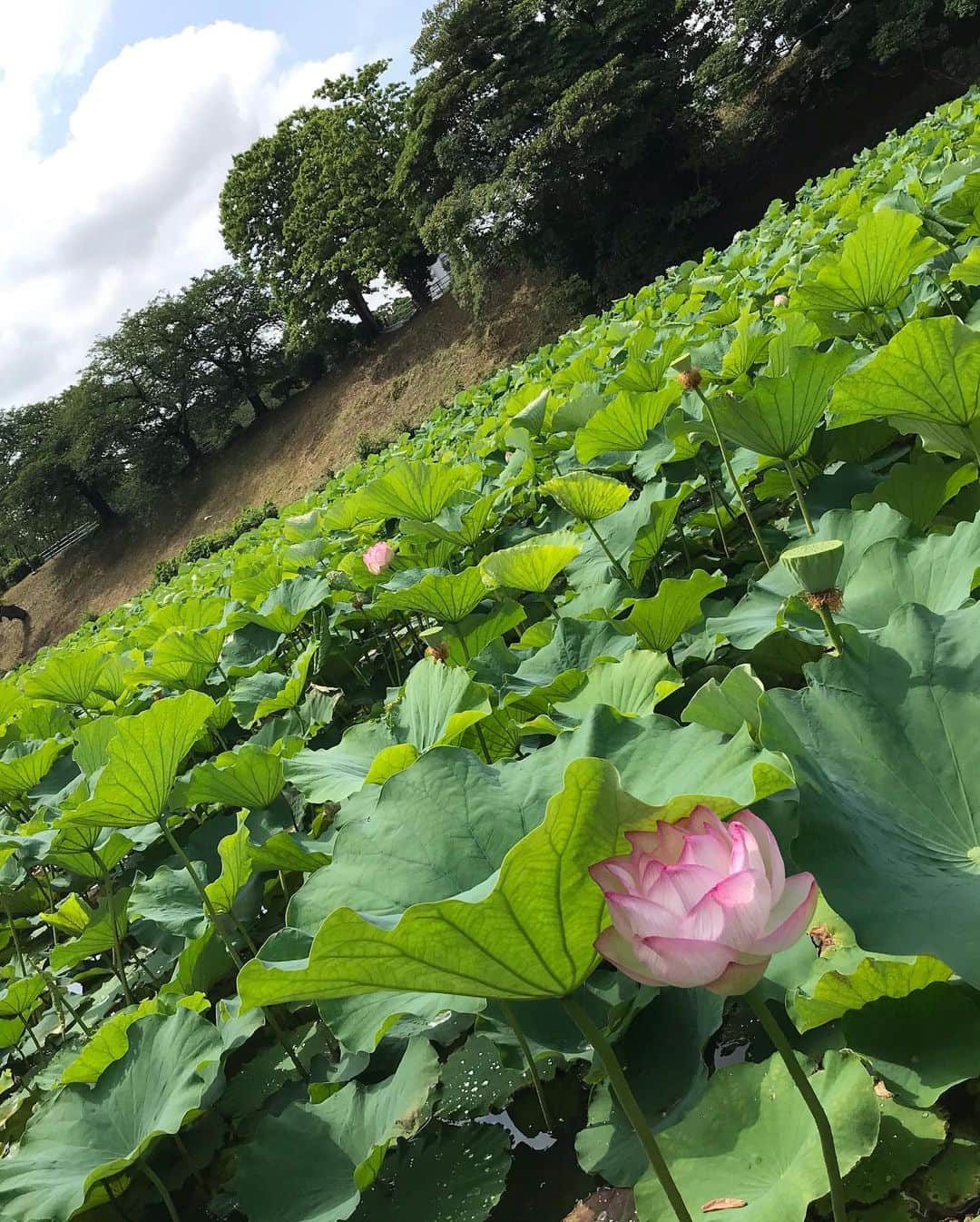 川原由維さんのインスタグラム写真 - (川原由維Instagram)「朝さんぽ。  #清々しい #自然の美 #はす」6月28日 11時27分 - yui5520