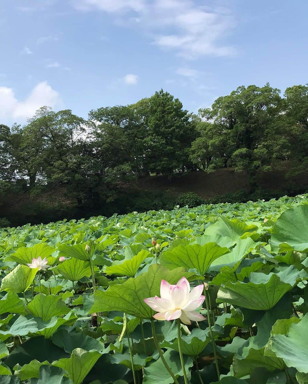 川原由維さんのインスタグラム写真 - (川原由維Instagram)「朝さんぽ。  #清々しい #自然の美 #はす」6月28日 11時27分 - yui5520