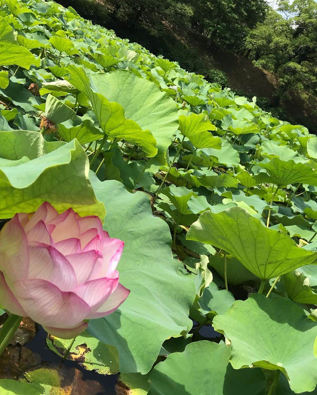 川原由維さんのインスタグラム写真 - (川原由維Instagram)「朝さんぽ。  #清々しい #自然の美 #はす」6月28日 11時27分 - yui5520