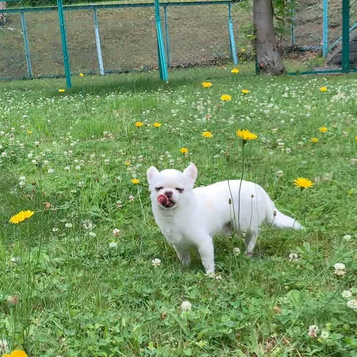 KORIKIのインスタグラム：「こんちわわ #dogofsapporo #dog, #dogs, #dogstagram,#chihuahua,#犬バカ部,#チワワ,#koriki, #hanadog #白スムチ連合会, #スムチー,  #dogofthedayjp, #dogoftheday  #ilovemydog #instadog #instapet #WhiteChihuahua  #吉娃娃 #치와와  #dogsofinstagram #Chihuahualover  #ชิวาวา #チワワの輪 #barkbox #WhiteChihuahuaParty #もふもふモフモフ」