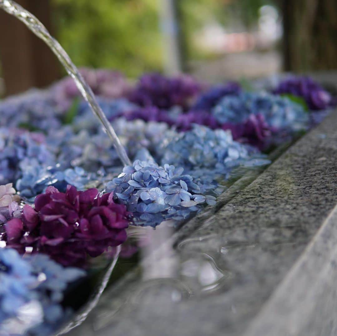 西野誠さんのインスタグラム写真 - (西野誠Instagram)「#今年の梅雨 #紫陽花 #α6500 #ilce6500」6月28日 11時50分 - makotonishino