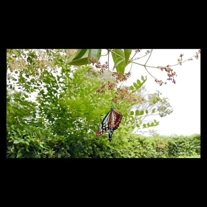 nqouのインスタグラム：「#アサギマダラ #浅葱斑 #paranticasita #蝶 #butterfly #theworldismorebeautifulthanimagined  #世界は想像以上だ #nqouVideo」