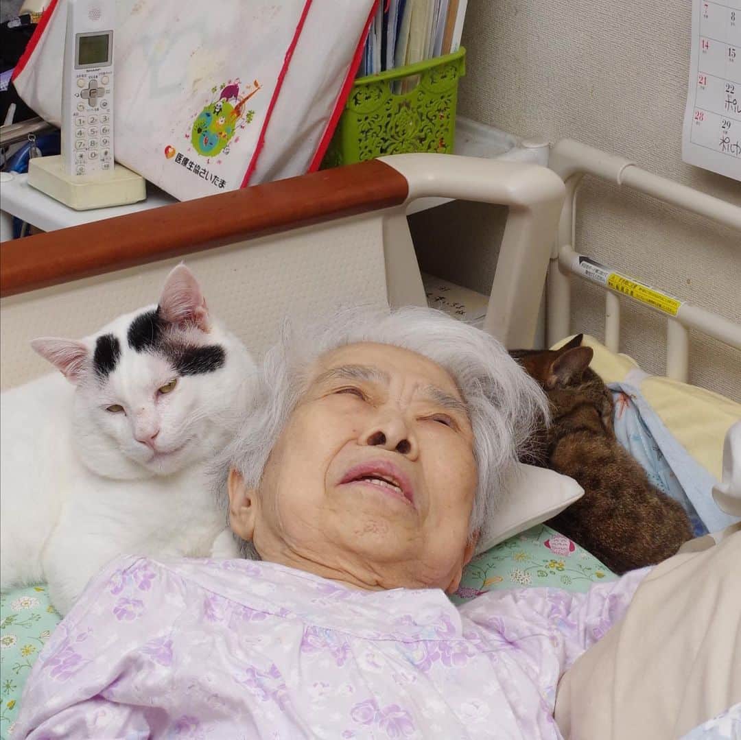 Kachimo Yoshimatsuさんのインスタグラム写真 - (Kachimo YoshimatsuInstagram)「枕の半分はいただいた。 #うちの猫ら #nanakuro #バーバ #バーバと猫 #オレたちバーバ見守り隊 #猫 #ねこ #cat #ネコ #catstagram #ネコ部 http://kachimo.exblog.jp」6月28日 12時17分 - kachimo