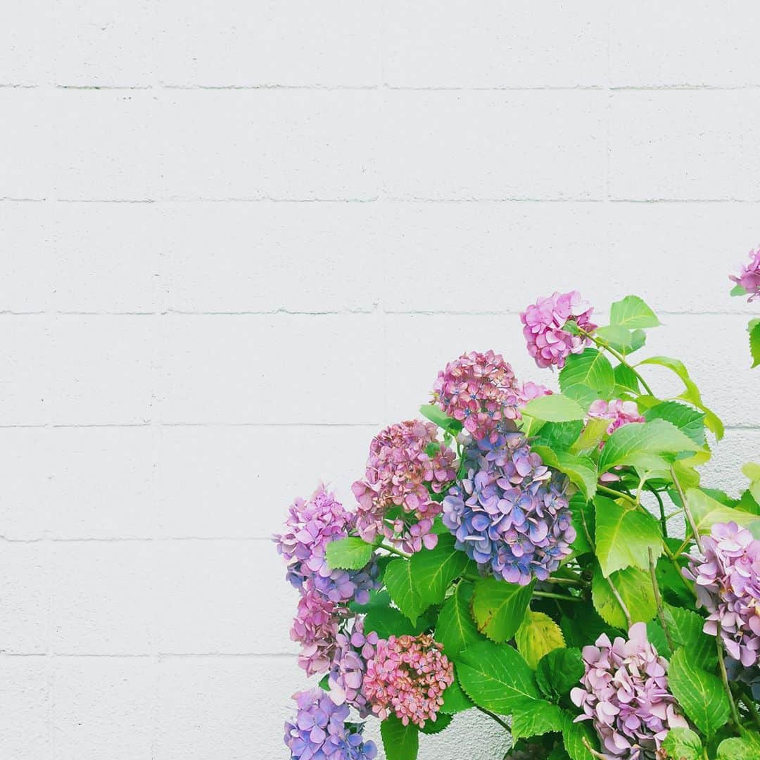 まめのインスタグラム：「Hydrangea feeling. . . 眠りと眠りの合間に 雨の音が聞こえてた あじさいの気持ちはこんな感じかも… 目が覚めてそう思った。 . #ザ壁部 .  #mwjp #igersjp #indies_minimal #reco_ig #shotoniphone #youmobile #wearegrryo」