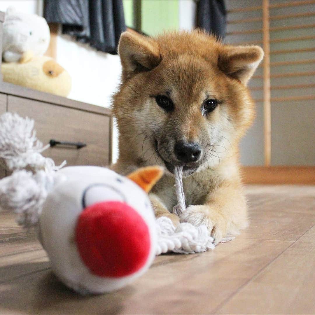 柴犬たま Shibainu Tamaのインスタグラム