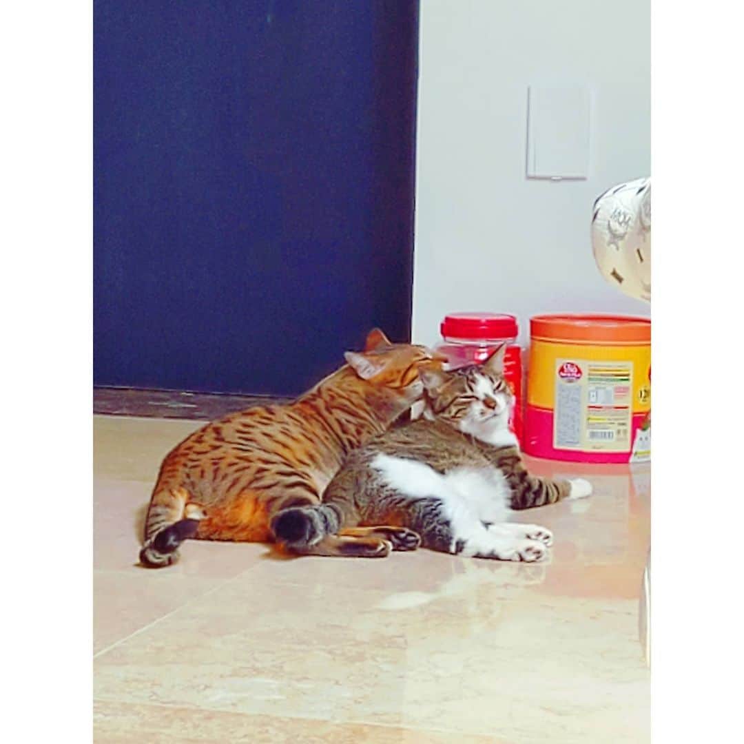 ジュノ のインスタグラム