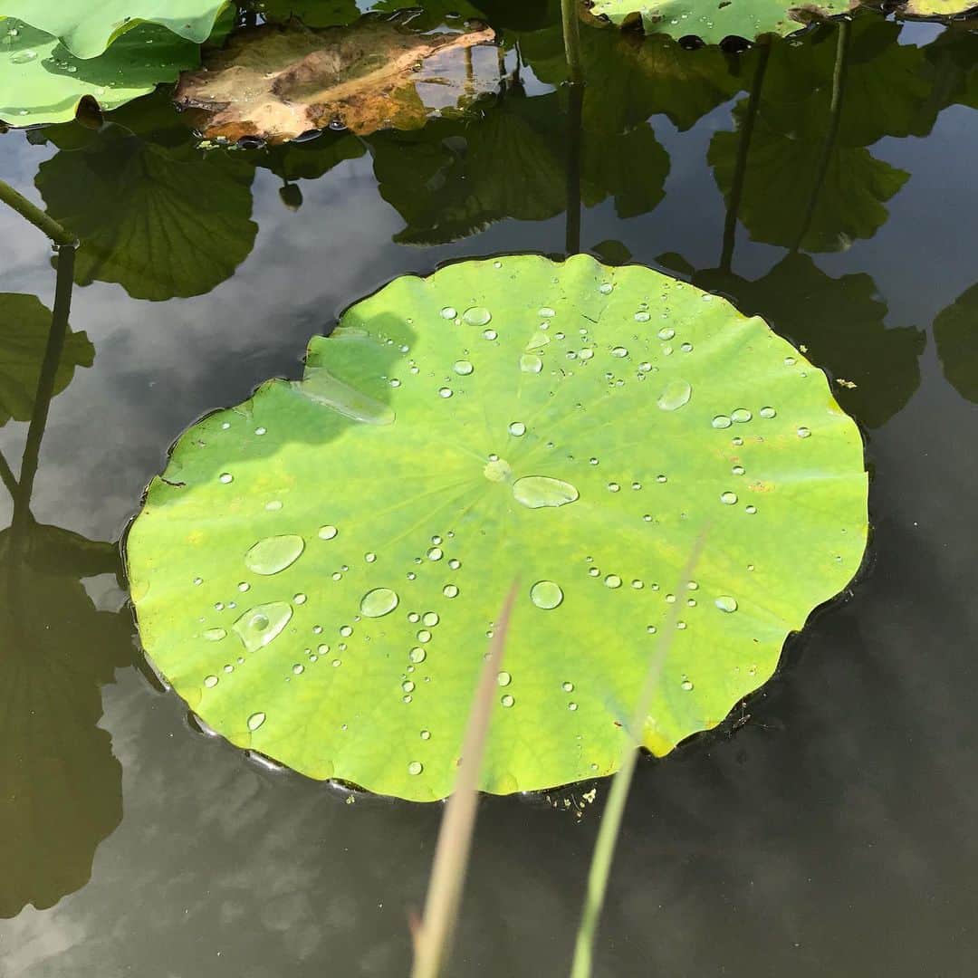 川原由維さんのインスタグラム写真 - (川原由維Instagram)「自然の美しさ💕  鳥のさえずり、蓮の上のお水の音が聴こえるので聴いてみてください☺️ #自然の美しさ #蓮 #水滴 #美しい」6月28日 12時48分 - yui5520
