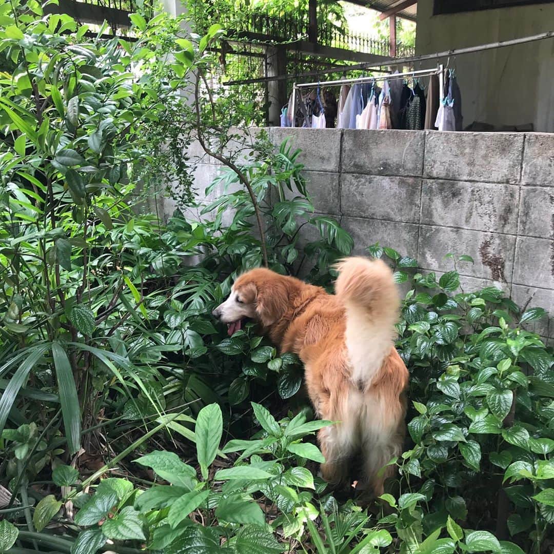 Hoykong&Plamuekのインスタグラム：「Gardening 🌿🍃🌿🍃 หอยโข่งลุยสวน  #hoykong #gardening」
