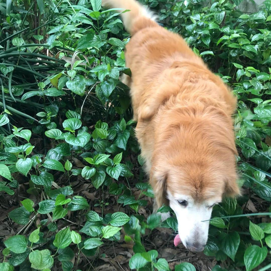 Hoykong&Plamuekさんのインスタグラム写真 - (Hoykong&PlamuekInstagram)「Gardening 🌿🍃🌿🍃 หอยโข่งลุยสวน  #hoykong #gardening」6月28日 13時16分 - hoykongplamuek