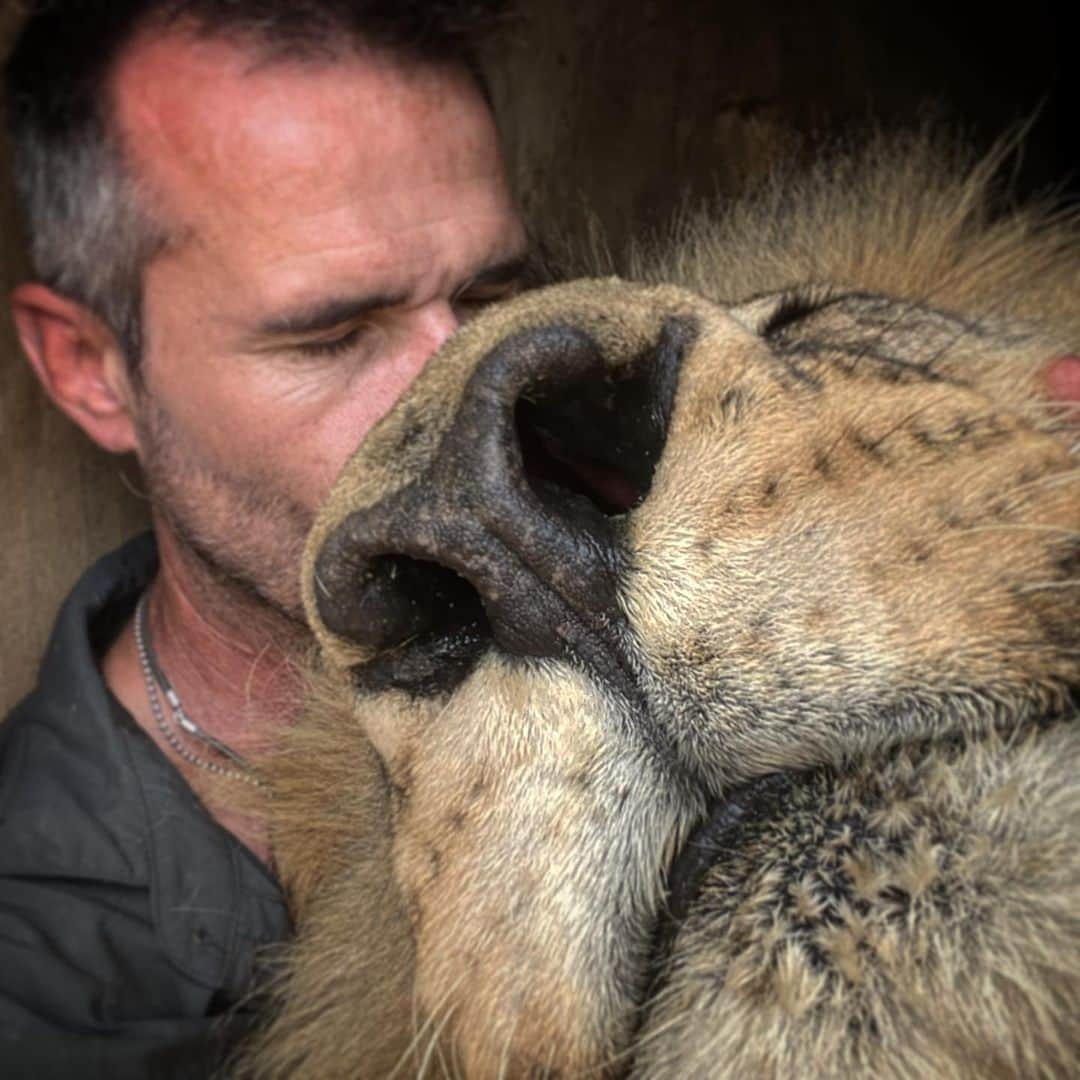 Kevin Richardson LionWhisperer さんのインスタグラム写真 - (Kevin Richardson LionWhisperer Instagram)「This boy and Gabby are premiering tomorrow on #lionwhisperertv (YouTube) at 17:00 CAT. It’s a wonderful video and I’ll be joining the premier live via superchat to engage with as many of you as I can. Remember to head off to the channel and subscribe! The link to the video is in my bio above. Click on the link and then in the video dated 05/06/2020 to access the video tomorrow. Hope to see you then! #bobcatandgabby #bobcat #gabby #lion #lions #lioness #youtubechannel #youtubemembership #doesthisphotomakemynoselookbig」6月4日 22時44分 - lionwhisperersa