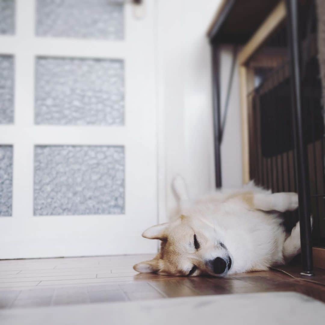 maggydaisyのインスタグラム：「_  そこで寝られるととっても邪魔なんだけど、起こせない…  #maggydaisymore20200604 #corgi #コーギー #犬のいる暮らし #里親」