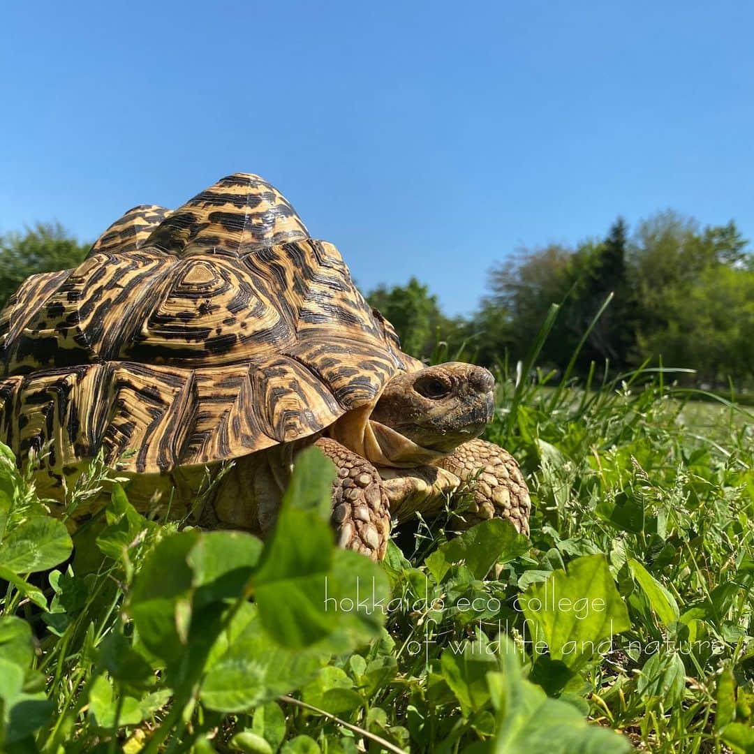 hokkaidoecoさんのインスタグラム写真 - (hokkaidoecoInstagram)「ひなたぼっこ☀️ #北海道エコ #動物 #専門学校 #ヒョウモンガメ #ひなたぼっこ #いい季節になりました #お散歩日和 #ずんずん #進んでました #天気よし #☀️」6月4日 21時35分 - hokkaidoeco