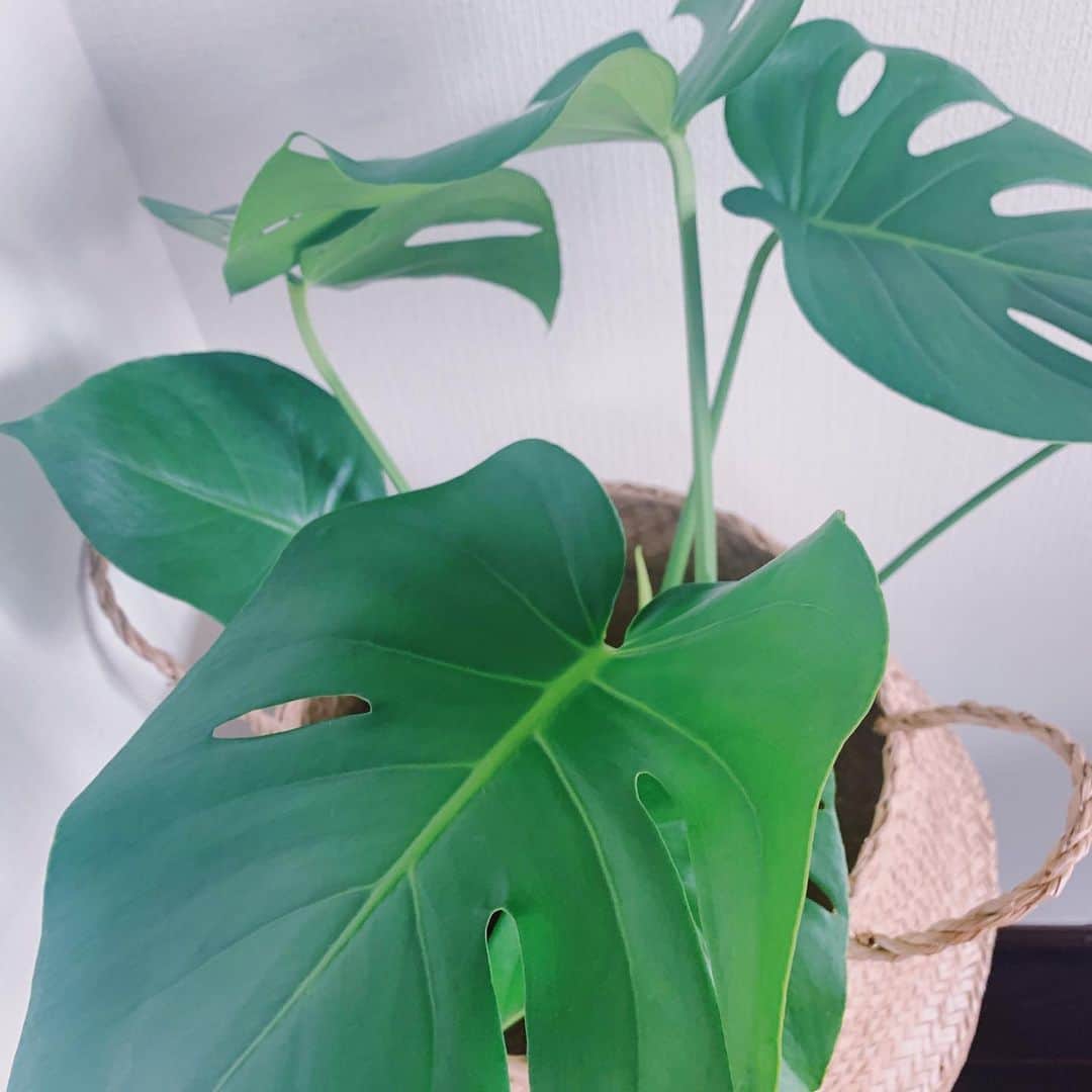 わちみなみのインスタグラム：「なぜか観葉植物が一気に枯れてしまったので﻿ あたらしいひとびとを。。﻿ これはモンステラ☀️﻿ ﻿ わたし植物とか花とかすきだなあ﻿ 服もベッドシーツとかも花柄おおい💐﻿ ﻿ #モンステラ　#わちみどり　#観葉植物　#緑のある暮らし  #植物のある暮らし」