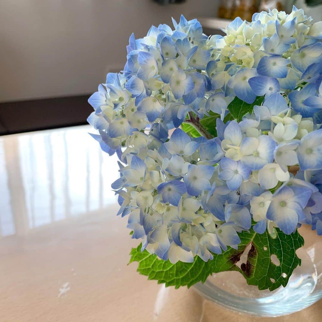 小川あゆ美のインスタグラム：「おばあちゃんの庭の紫陽花もらってすっかり青くなってきました。花を飾るのも久々。  #紫陽花 #あじさい #flowerstagram #flowers #hydrangea #テーブルにビニールクロス🤢 #ダサくて嫌なんだけど #却下された #良い方法ないかな」
